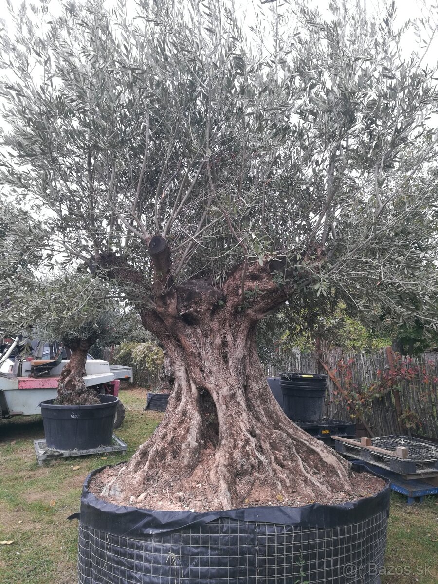 Olivovník bonsai - 2