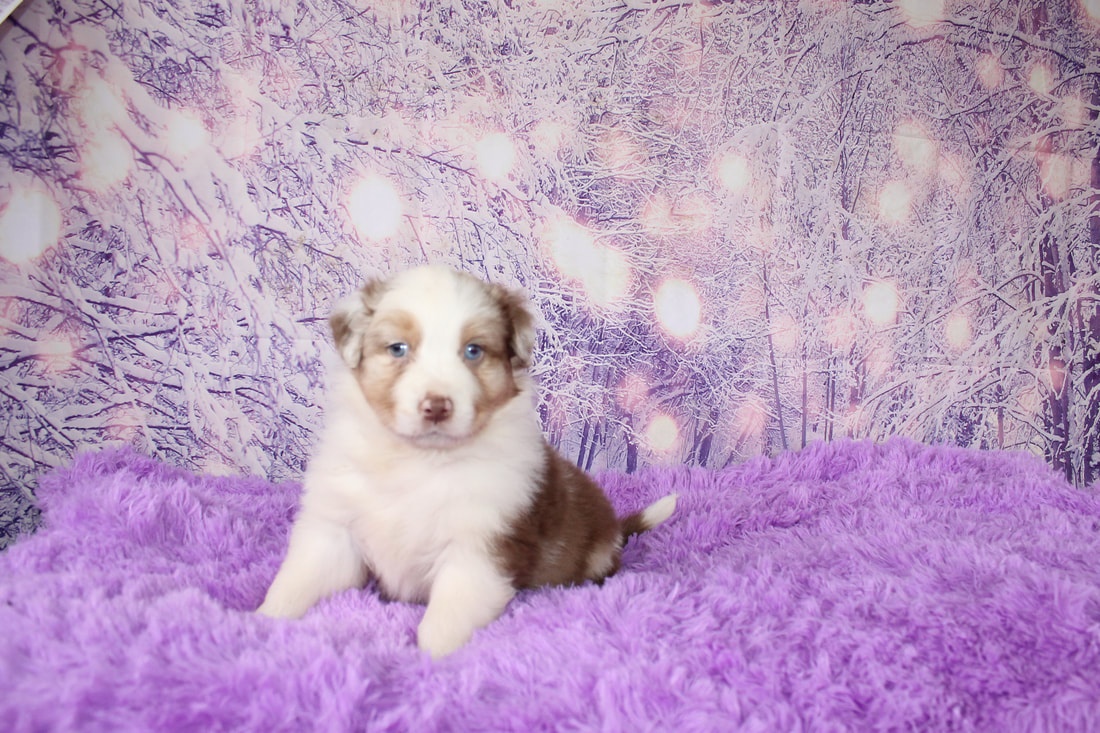 Austrálsky ovčiak - 2