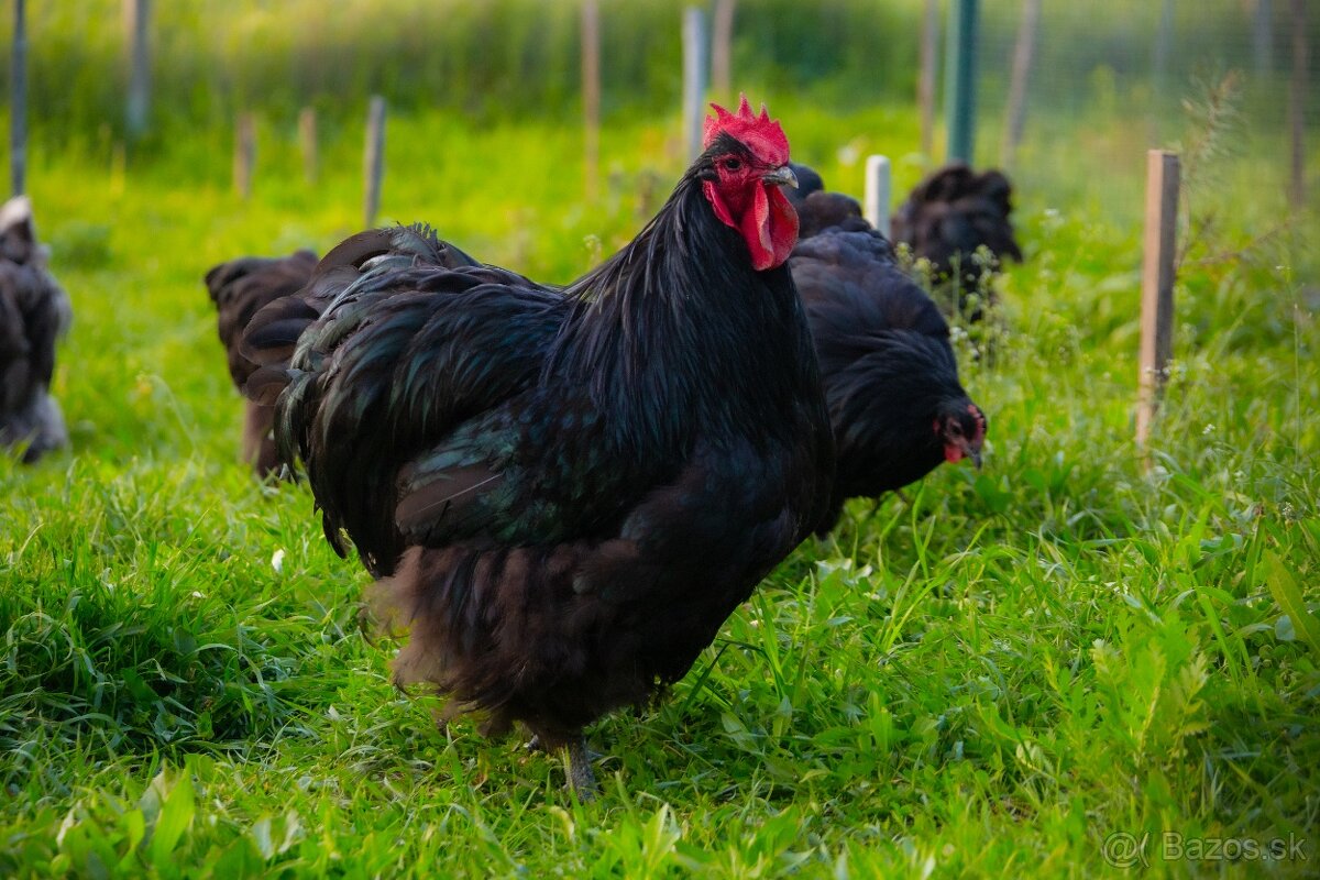 Orpington kohúty na predaj - 2