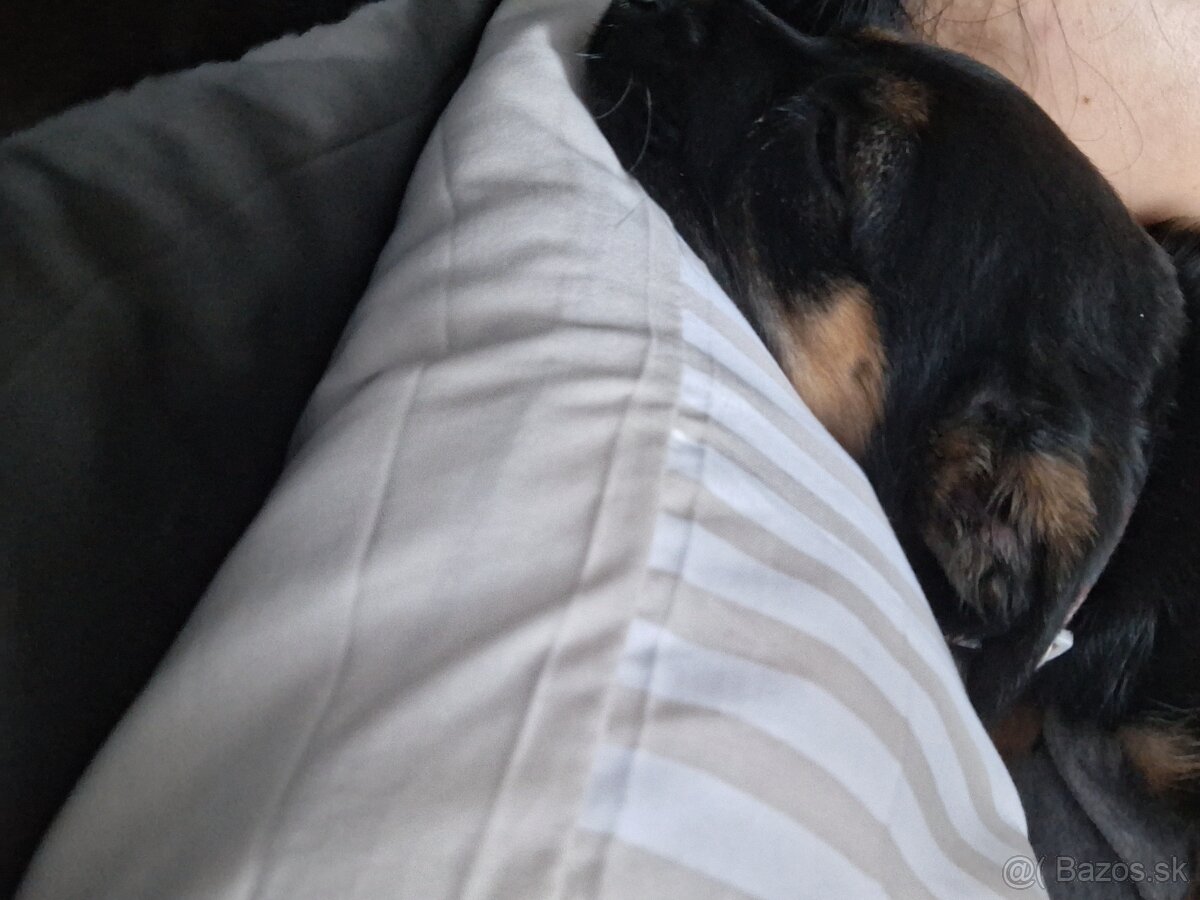 Predam ŠTENIATKO DORKIE - 2