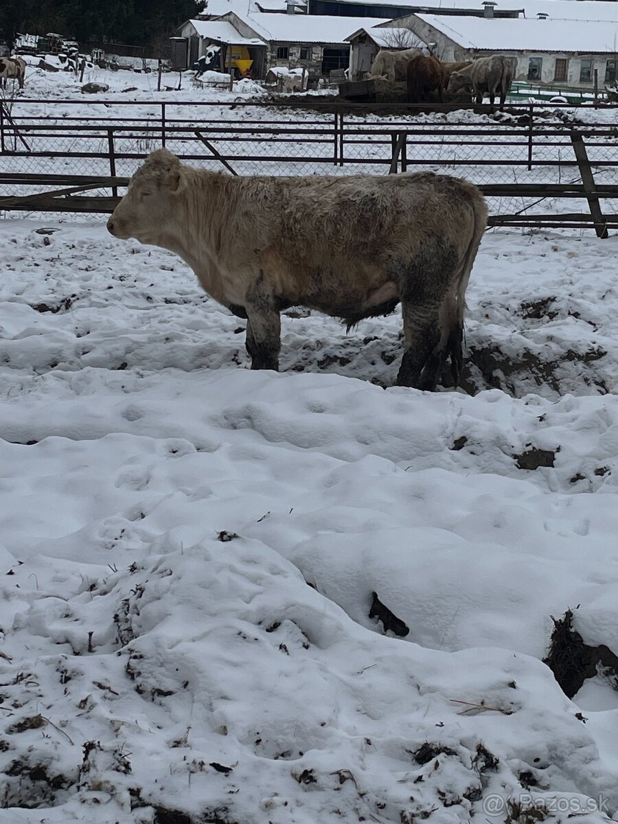 Predám býky - 2