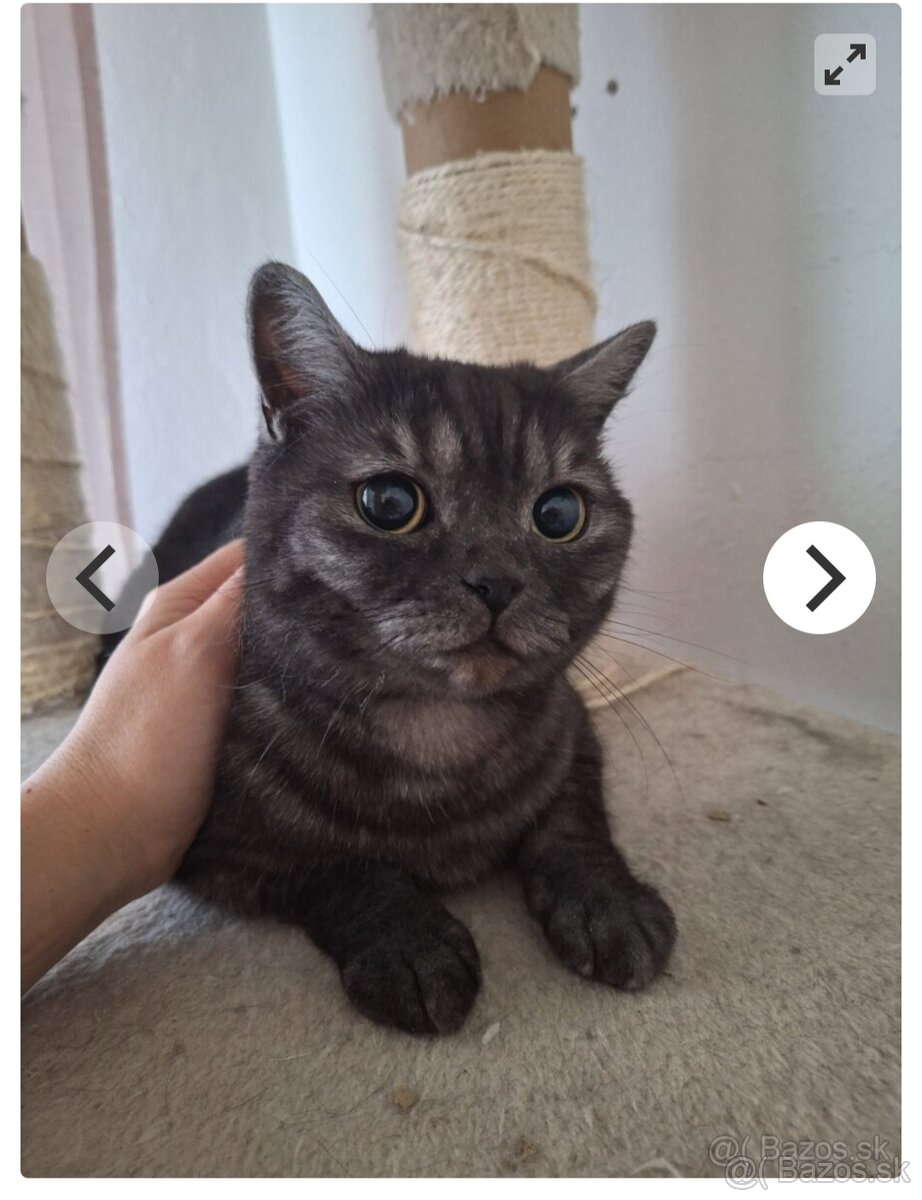 Lili- britská mačička - 2