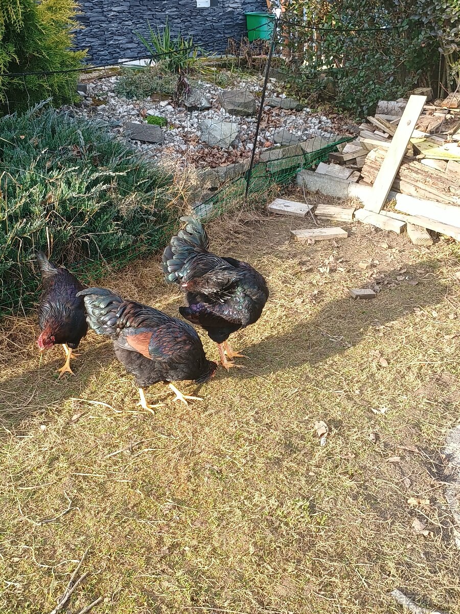 Kohút Barneveld - 2