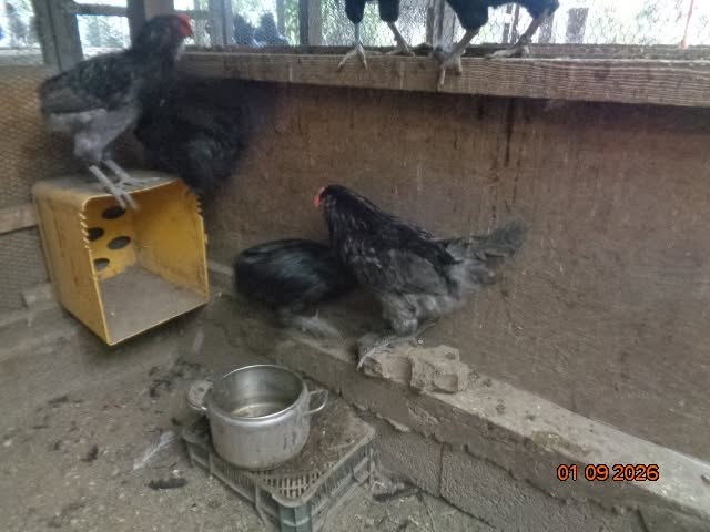 Ameraucana a Araucana - 2