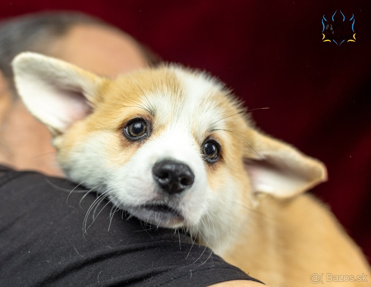 Predám šteniatka plemena Welsh Corgi Pembroke - 2