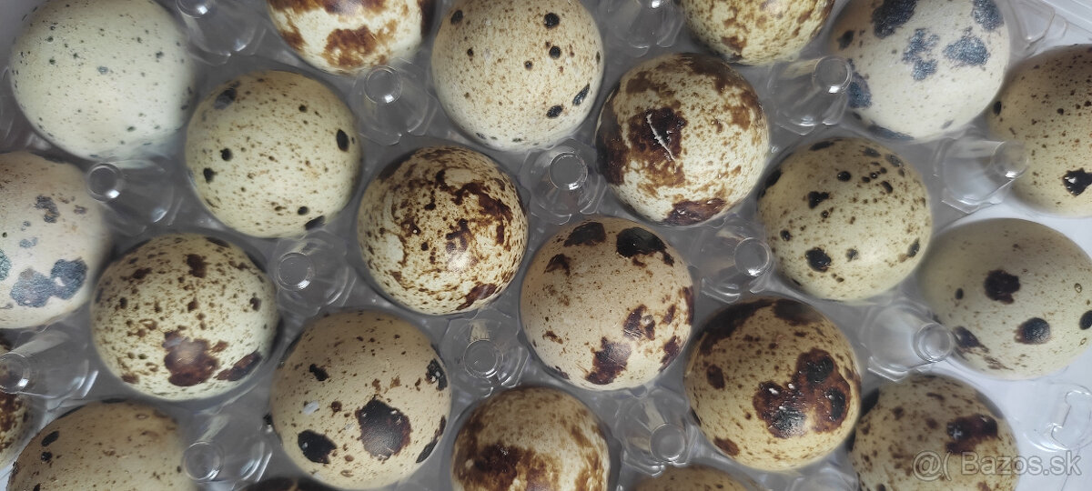 Prepeličie vajíčka - 2