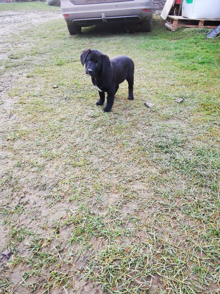 Labrador, šteniatka - 2