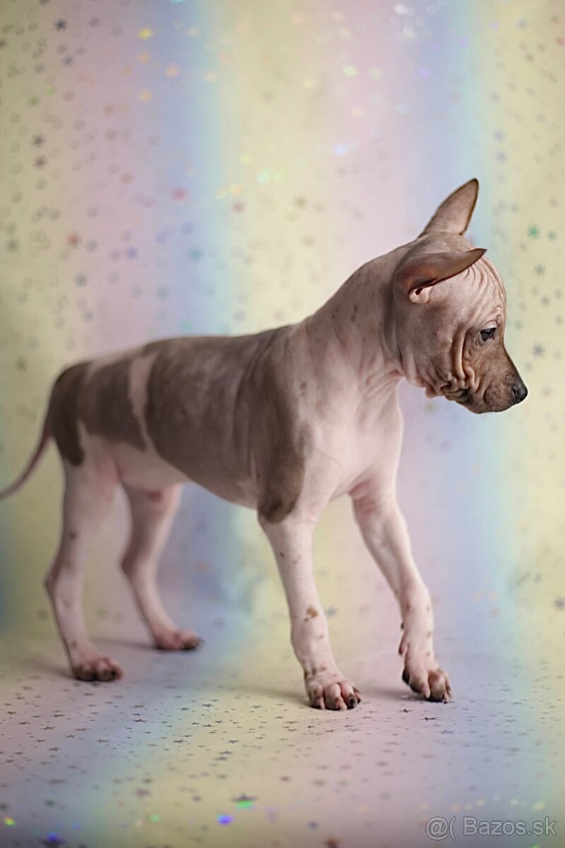 Americký bezsrstý terrier s PP FCI - 2