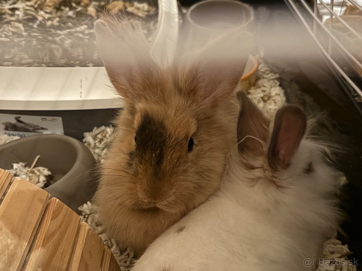 darujeme králika - 2