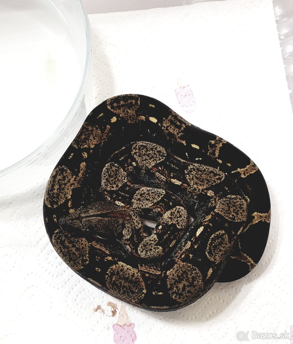 Veľhad královský Boa Constrictor - 2