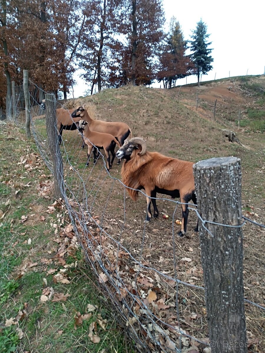 kamerunské ovce - 2