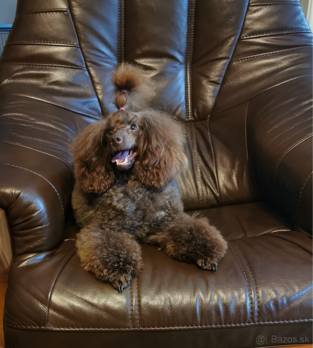 Pudel čokoládový - hnedý s PP - 2