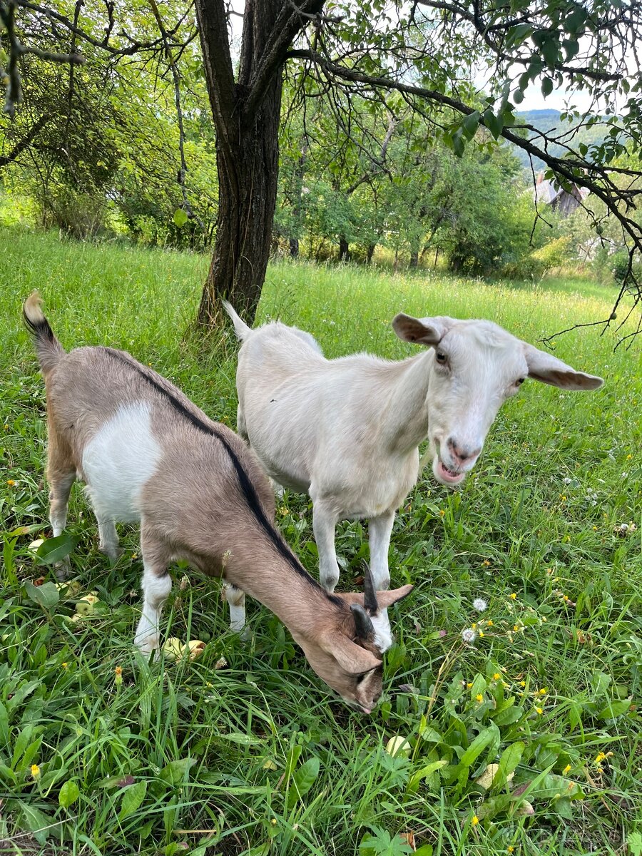 Predaj kôz a oviec - 2