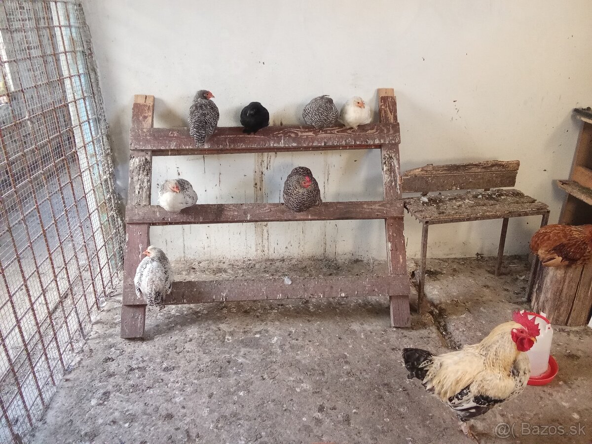 Predám tohtoročných kohútov - 2
