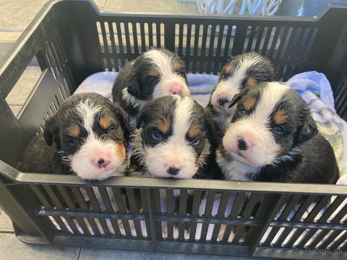 Bernský salašnícky pes - 2