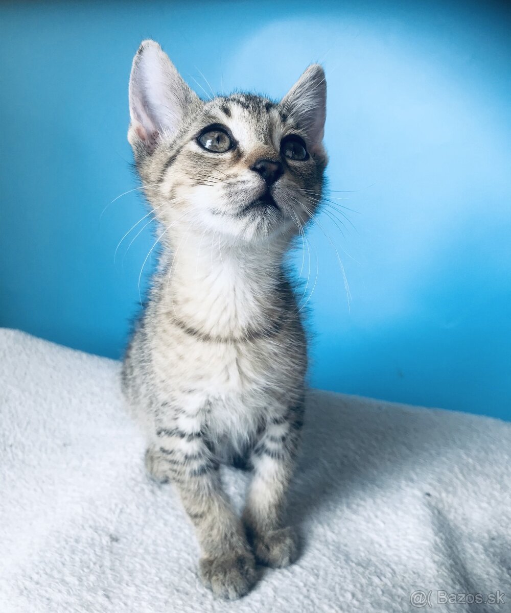 LOU SI HĽADÁ DOMOV VO VNÚTRI - 2