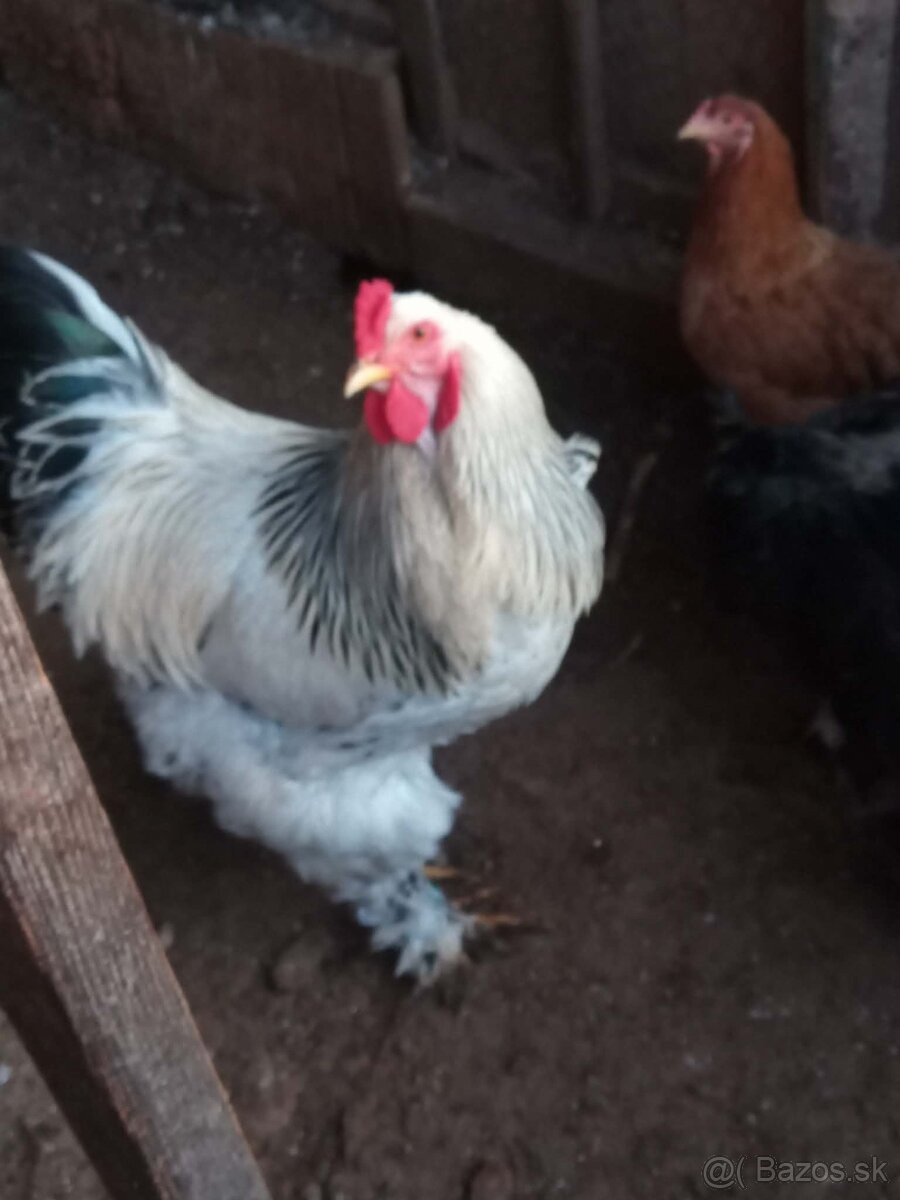 Predám brahmanky - 2