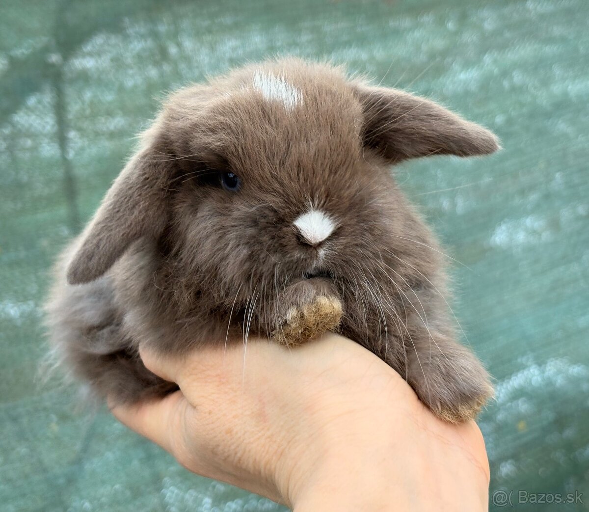 mláďatká minilop – samičky 🐰💕 - 2