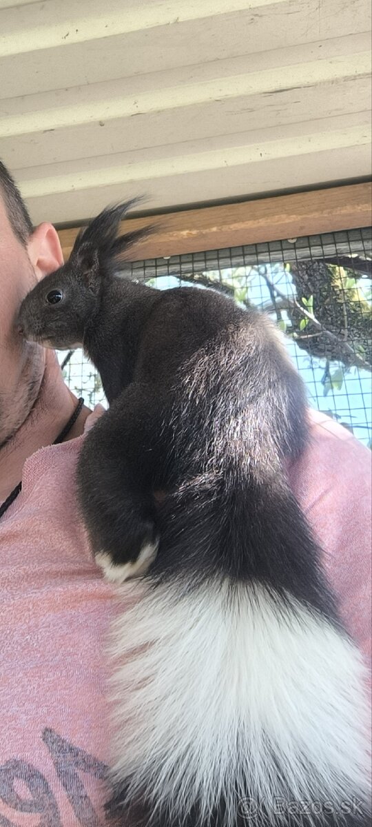 Veverička Japonská (sciurus lis) - 2