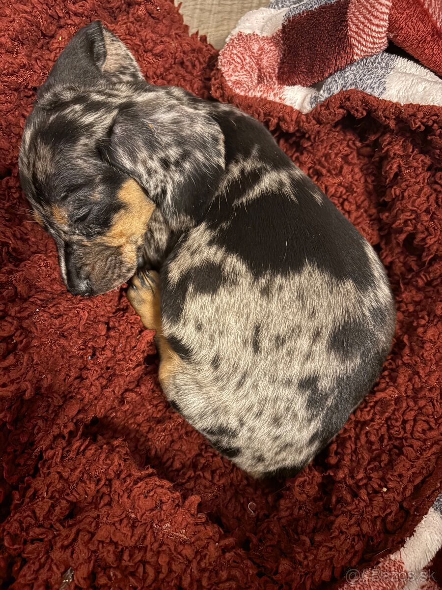 Jazvečík Trpasličí - 2