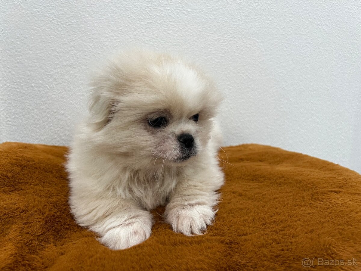 Pekinsky palacovy psik pekinez - 2