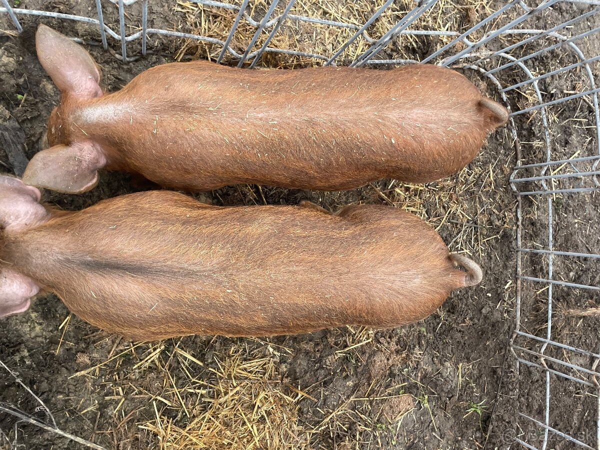 Mangalica x Durok - 2