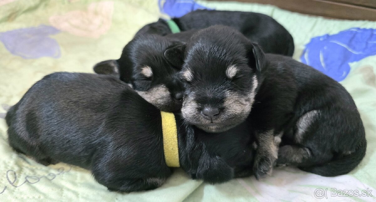 Bradáč malý čiernostrieborný - 2