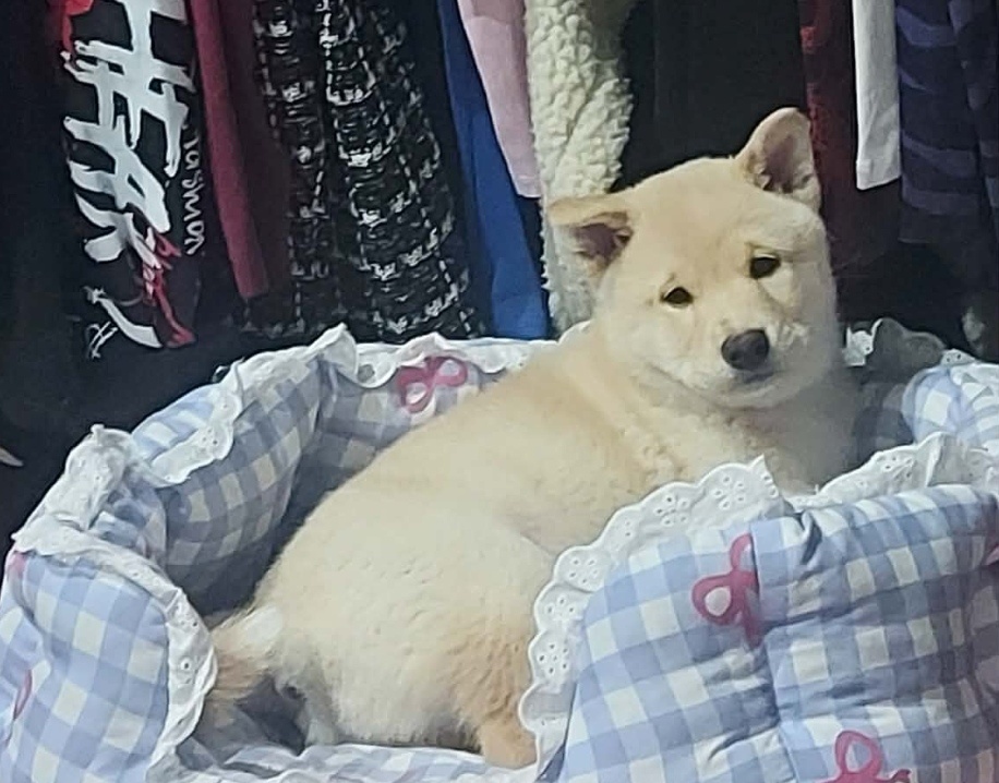 Shiba inu - 2