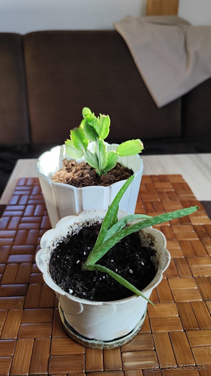 Predám sadu Aloe a kaktusu - 2