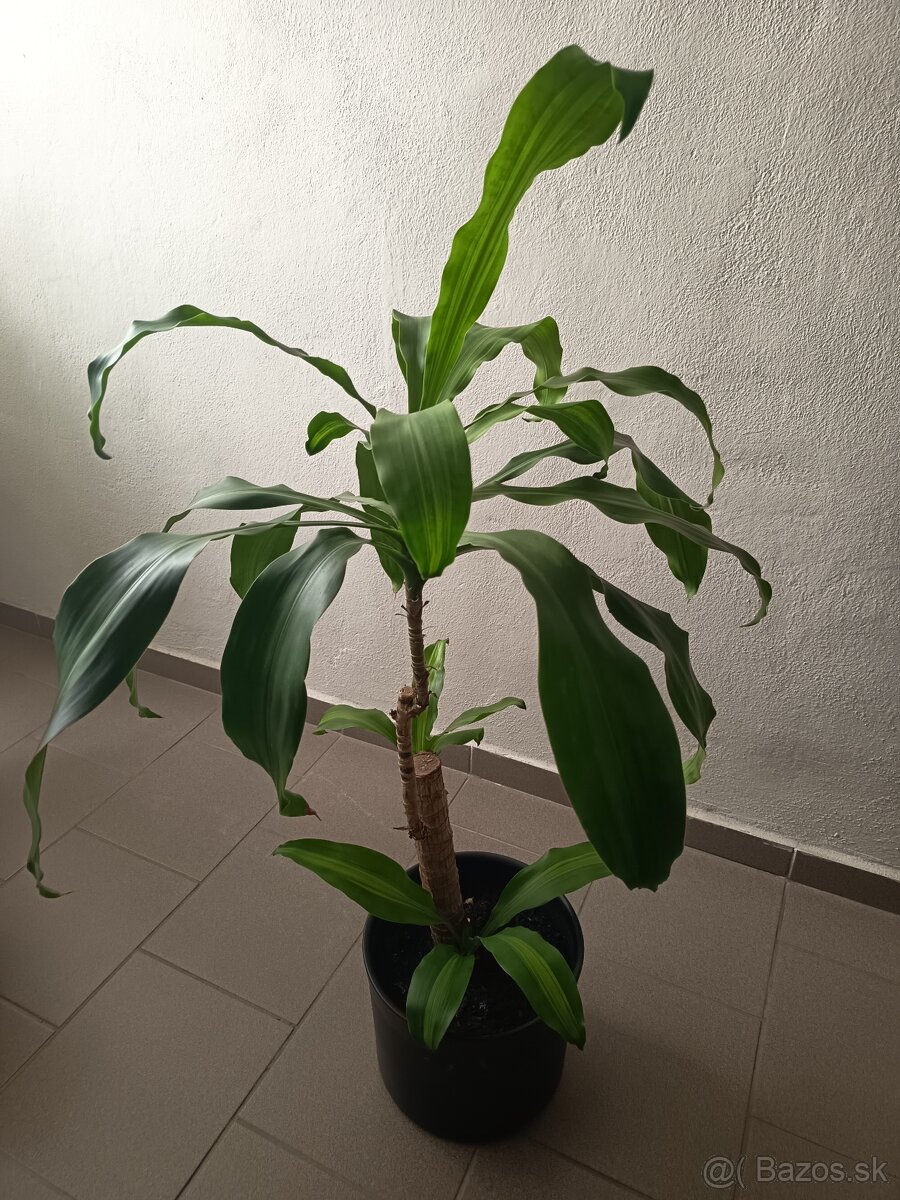 Dracena - 2