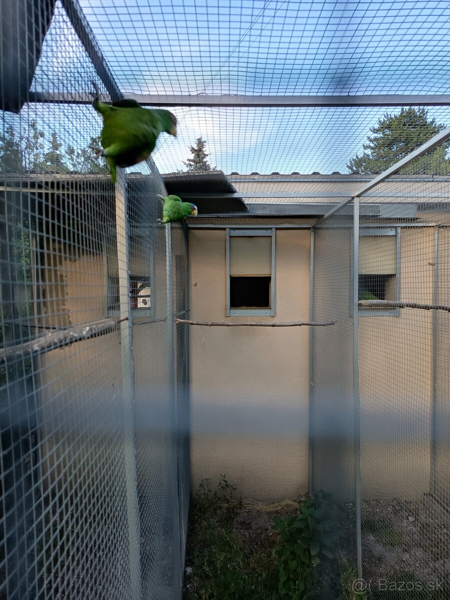 Predám pár amazonanov bielocelych - 2