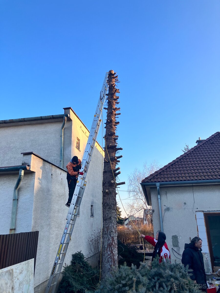 Pílenie stromov - 2