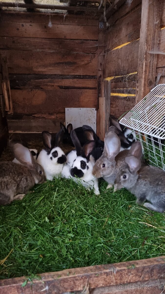 belgický obor, nemecký obrovitý strakoš - 2