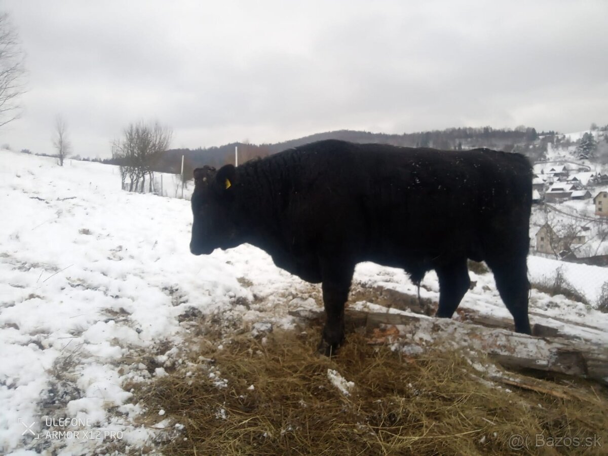 Predám býka - 2