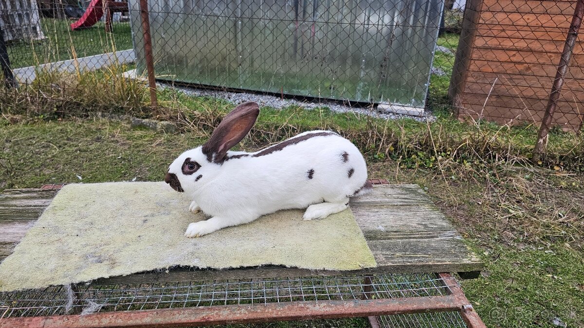 Nemecky obrovity strakac havana 0.1 - 2