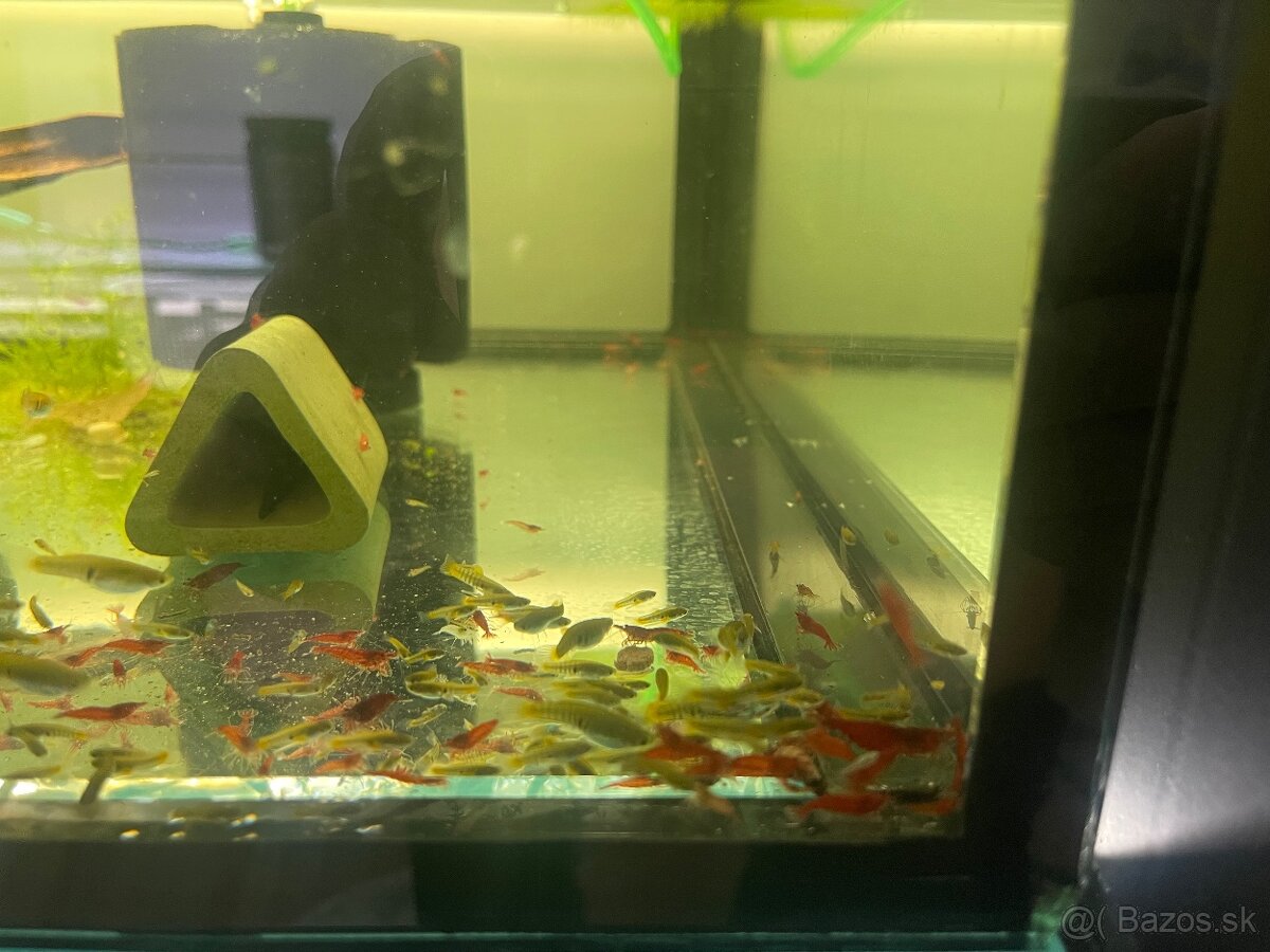 Neocaridina Red sakura - 2