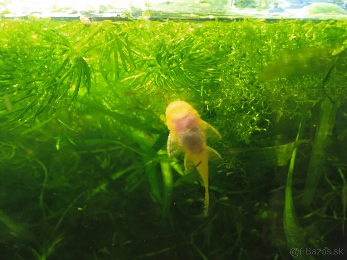 ANCISTRUS-sp.gold - 2