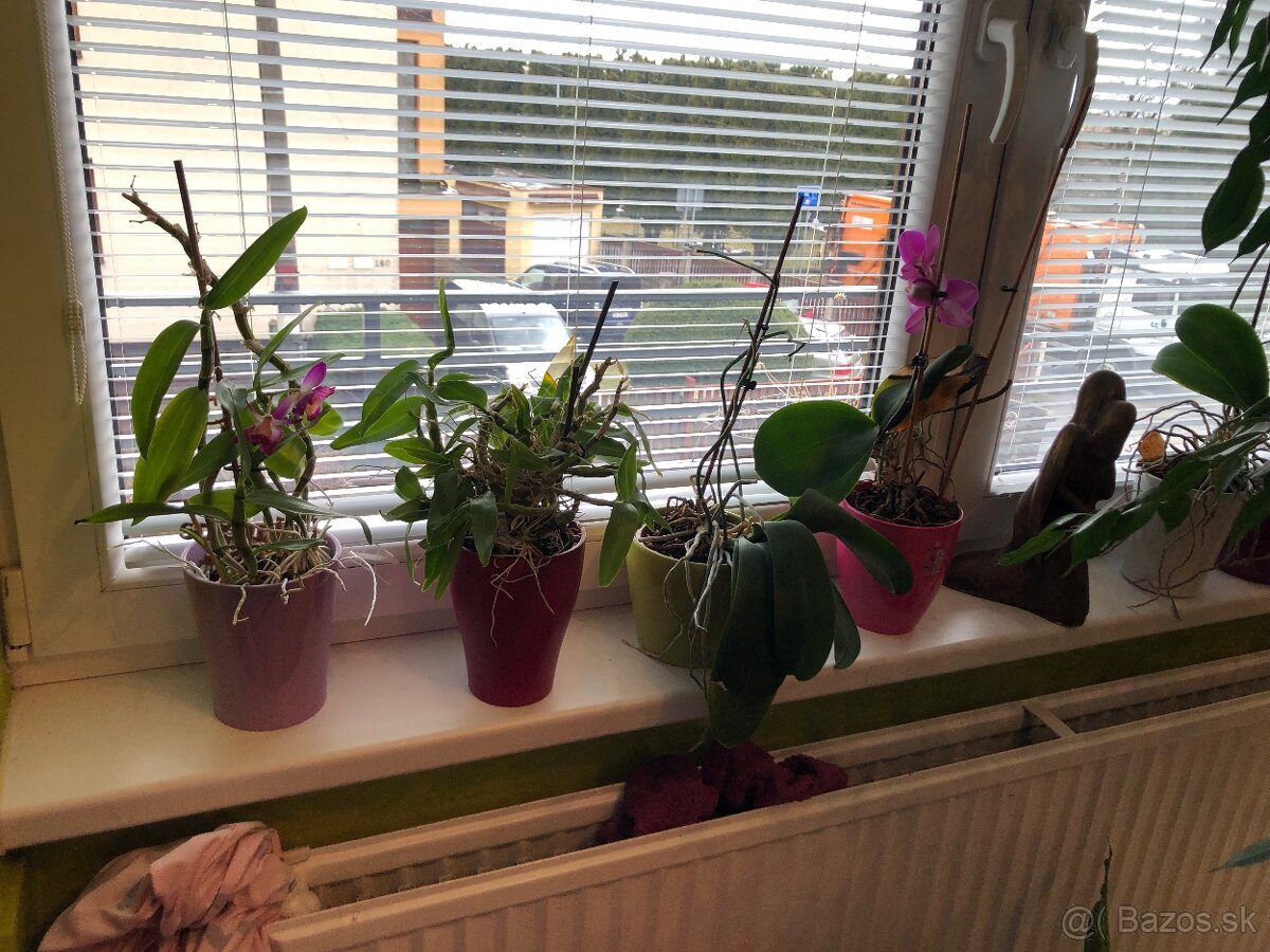 Orchidea s kvetinačom -1 ks 12 eur - 2