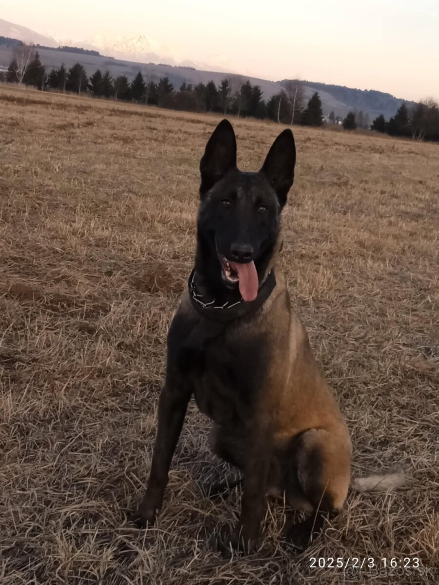 Belgický ovčiak šteniatka - 2