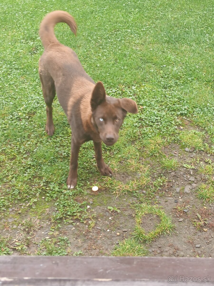 Za symbolicku cenu predám psíka - 2