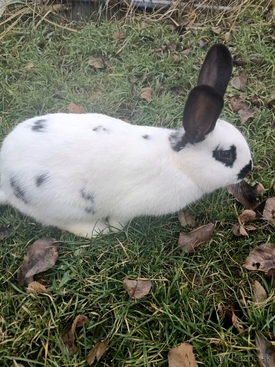 Predáme kraliky - 2