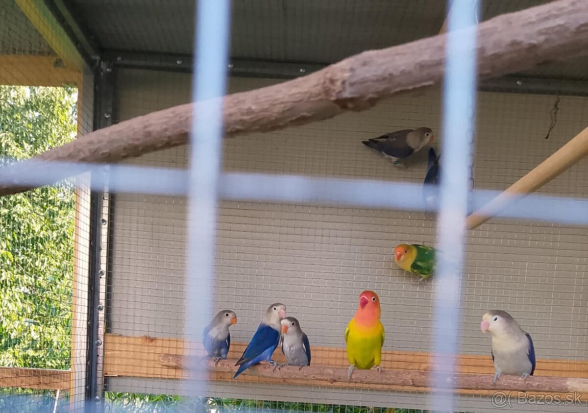 Agapornis Fisher - 2