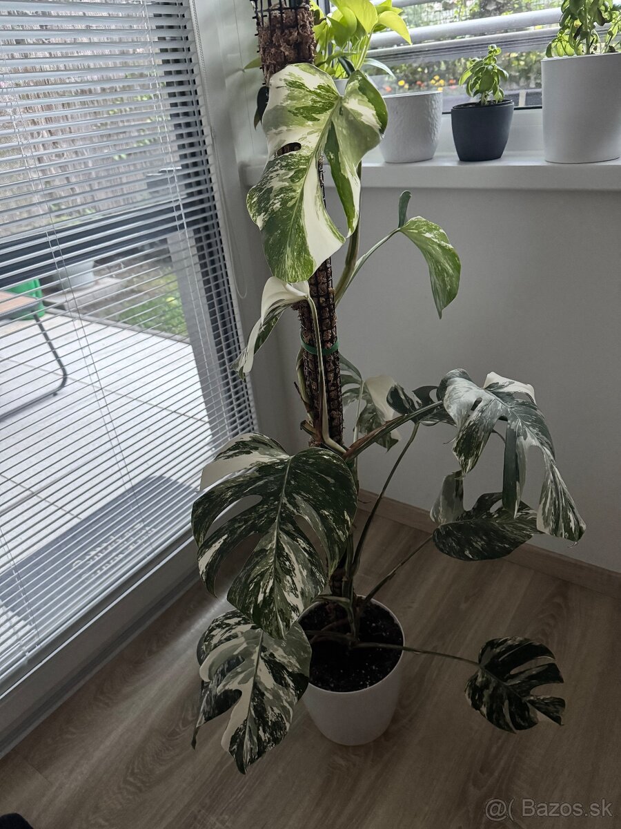 Monstera albo a monstera adansonii - 2