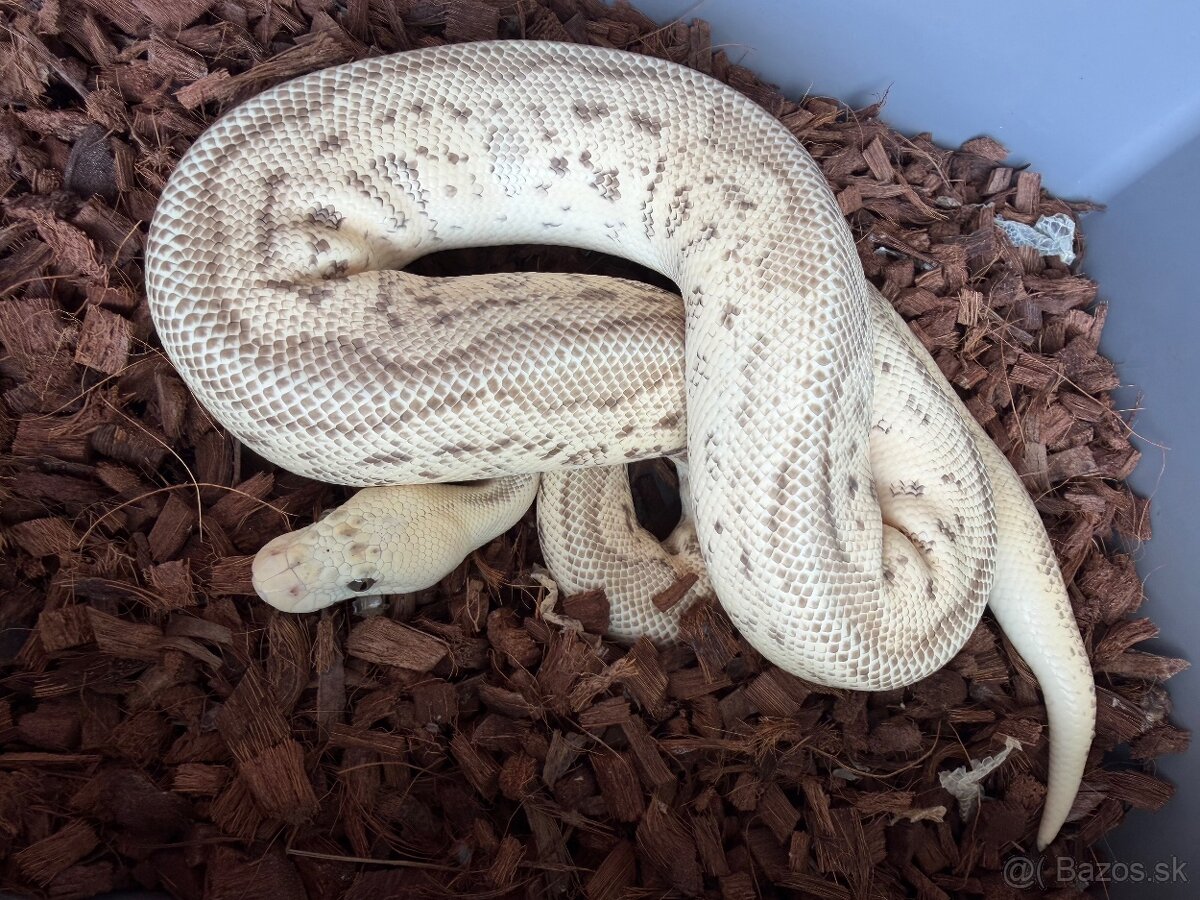 Predám samcov P.Regius - 2