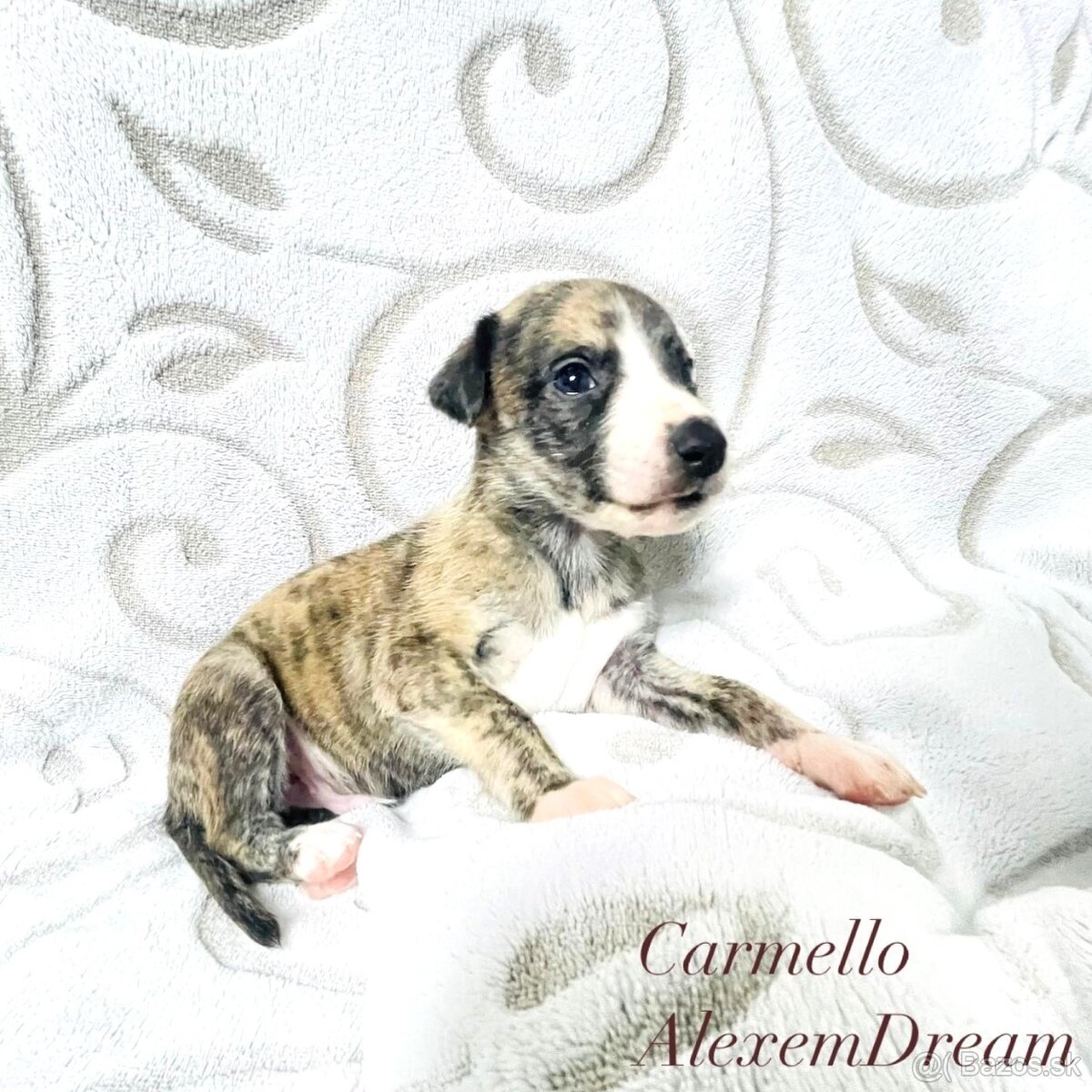 Whippet , Vipet s PP - 2