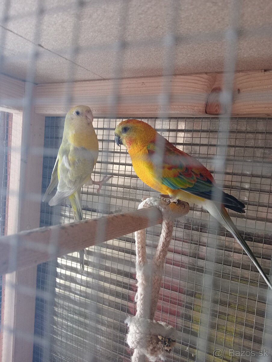 Papagáj spevavy - 2