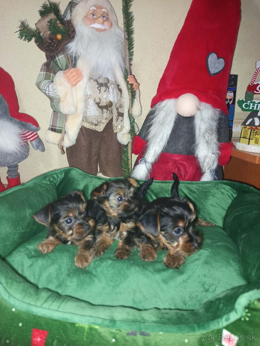 Jorkšírský teriér - 2