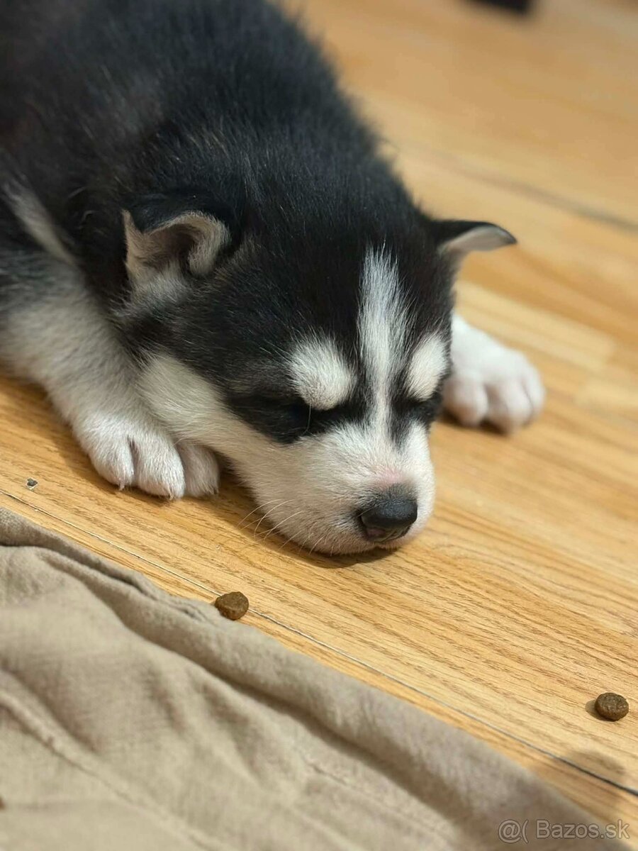 Sibírsky husky na predaj - 2