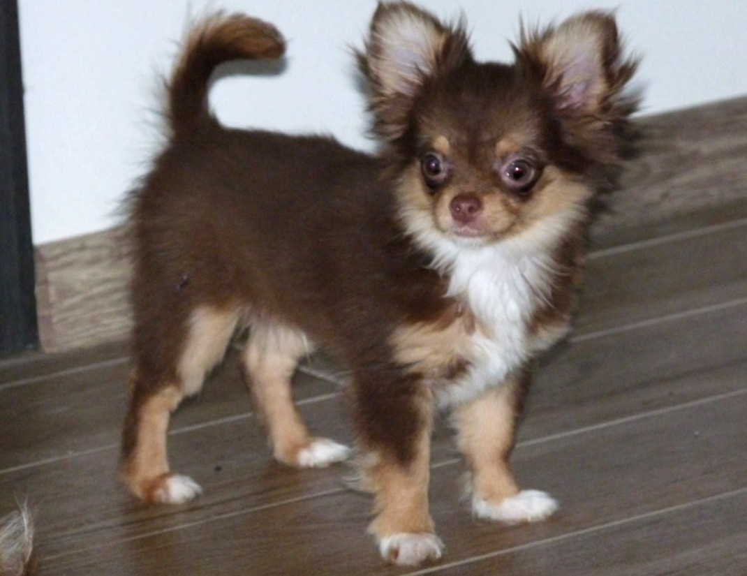 ČIVAVA - psík s PP - 2