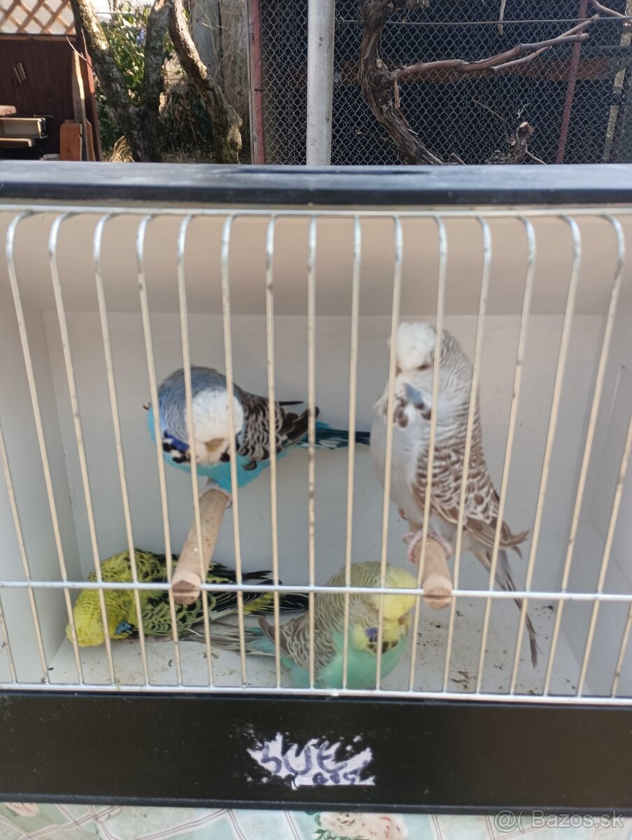 Výstavné andulky - 2